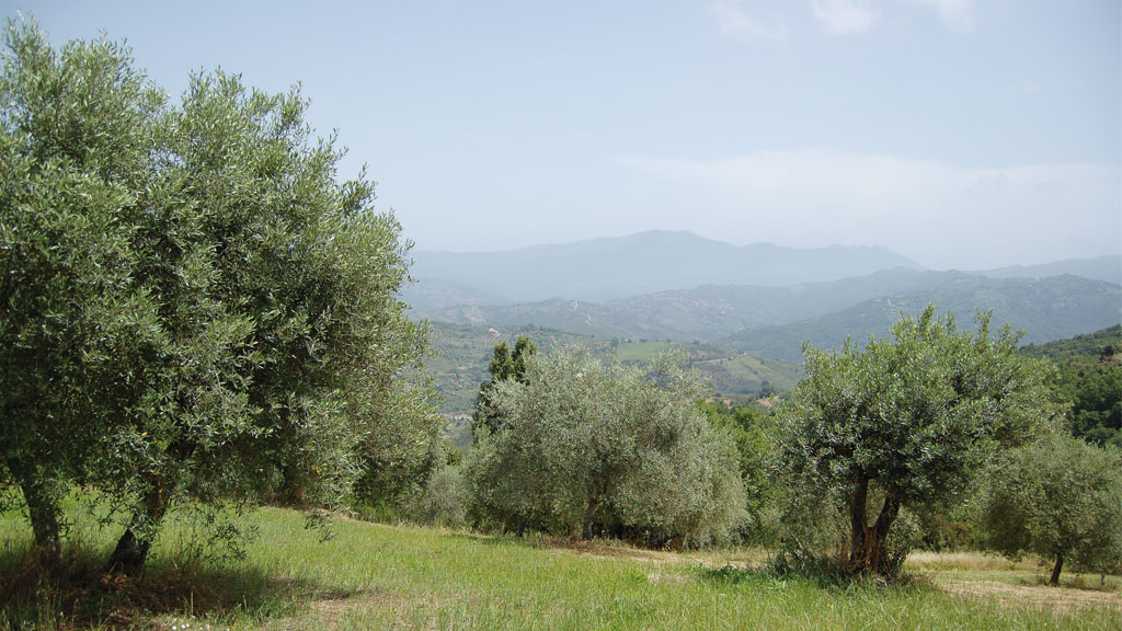 Immagine attività